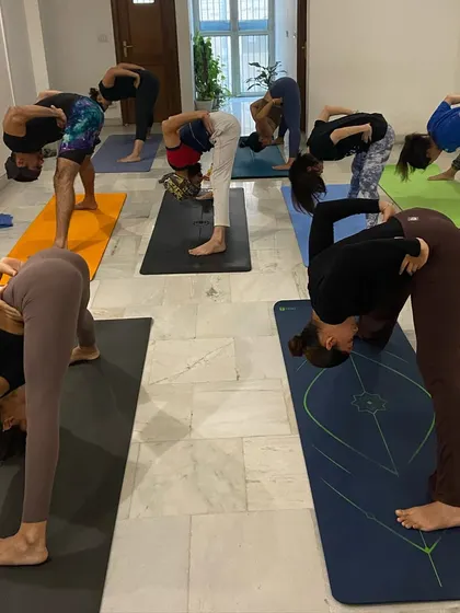Students moving in sync during a forward fold. Led classes help refine the vinyasa count and create a beautiful, shared rhythm.