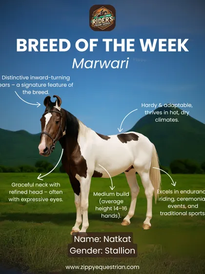 Breed of the Week: the Marwari. We introduce our riders to different breeds, like this iconic Indian horse known for its endurance and unique ears.