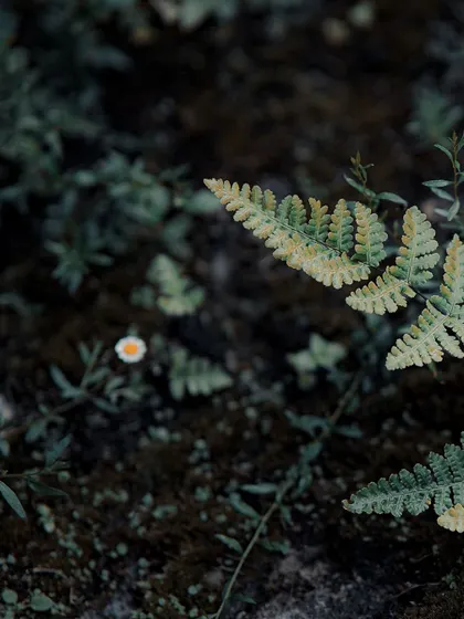 A detail shot of foggy hills in Mussoorie.