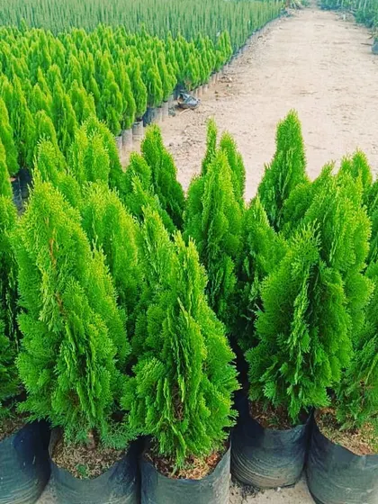 Rows of vibrant green Thuja plants at my nursery, often used for creating hedges and borders.