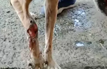 A graphic look at a severe leg injury on a dog we recently rescued. Wounds like this require immediate and intensive medical care, often including surgery and long term dressing changes.