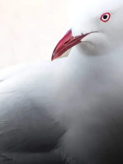 The color version of the Silver Gull portrait. Here, the high-key background makes the gull's bright red beak and eye-ring pop, adding a splash of color to an otherwise monochrome bird.