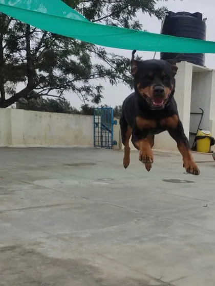 Another incredible shot of Bear mid-flight! This is what a stress-free, happy dog looks like.