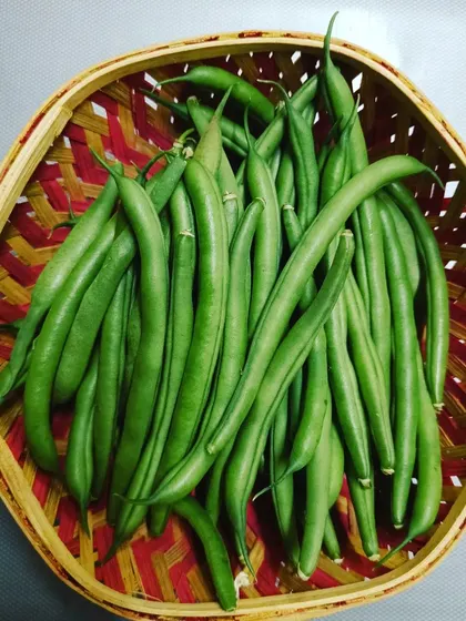 A basket of crisp green beans, harvested on a Saturday and ready for delivery. We ensure our produce is picked at its peak for the best texture and flavor.