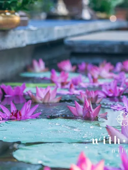 Water lilies float in a stone pond at a summer wedding venue, adding to the serene and natural ambiance.