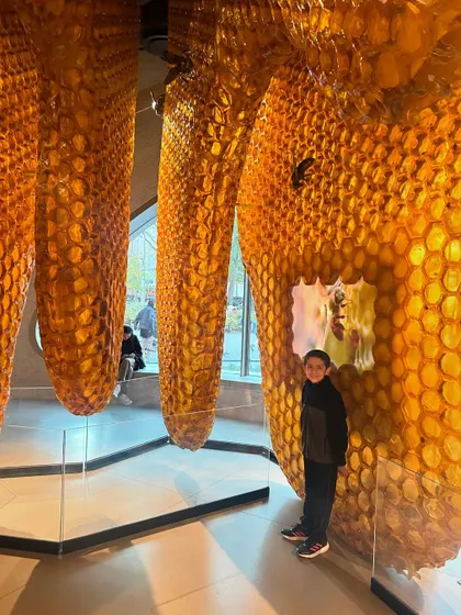 Exploring the honeybee exhibit at the American Museum of Natural History. It's a stunning visual representation of a beehive and a great starting point for conversations about biodiversity, ecosystems, and the incredible geometry of nature.