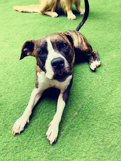 This beautiful brindle dog is resting on the grass but is still alert and engaged. We ensure a stimulating environment even during downtime.