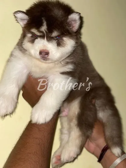 This brown and white male puppy is a real stunner. He has a strong build and the beginnings of a magnificent heavy coat.