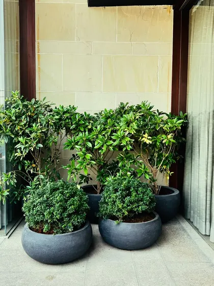 A corner filled with potted plants of different sizes, adding layers and texture to the pool deck.