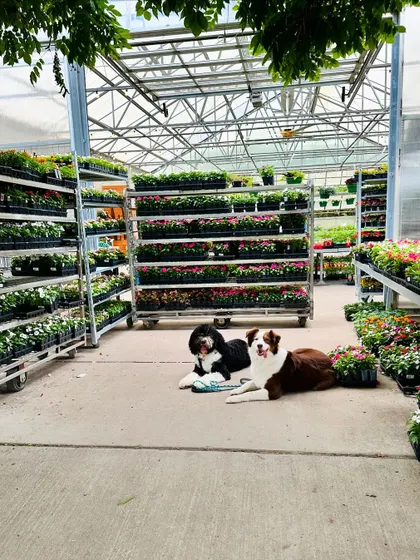 Another shot of Moose and Floki. Teaching dogs to be calm together in a new place is a great socialization exercise.