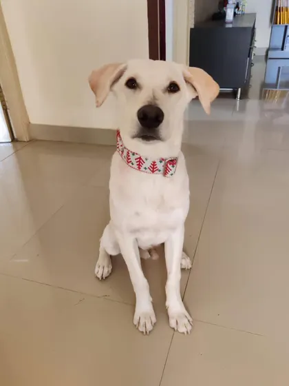 ADOPTED. Lucky, now renamed Chiko, is in his forever home. This handsome Lab mix was rescued from being tied up in a shop and is now a beloved family member.