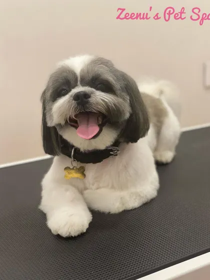 Ceaser the Shih Tzu is all smiles after his spa day. His haircut is short on the body for easy maintenance, with longer, styled hair on his ears and face.