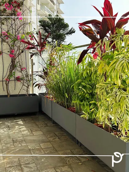 We designed these sleek, grey metal planters to create a clean and modern garden bed on a client's balcony. The mix of colourful foliage plants like Dracaena and Song of India adds texture and visual interest.