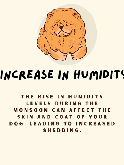 Is your dog shedding more during the monsoon? The increase in humidity can affect their skin and coat, leading to more shedding than usual.