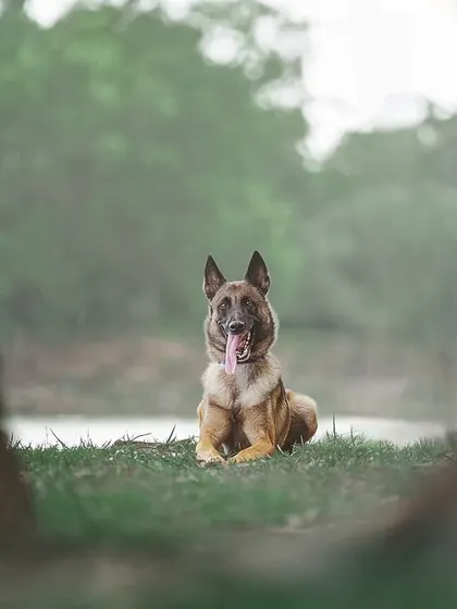 A Belgian Malinois, framed perfectly between two trees by a lake. I love using natural frames to create compelling and artistic compositions in outdoor pet photography.