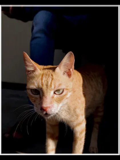 A ginger cat at Dhobi Ghat, caught in a dramatic play of light and shadow. The darkness adds a sense of mystery to this urban animal portrait.