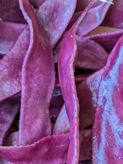Vibrant purple beans grown right here at Hastam. Exploring the unique colors, textures, and shapes of vegetables from our garden is a wonderful sensory experience for the children.