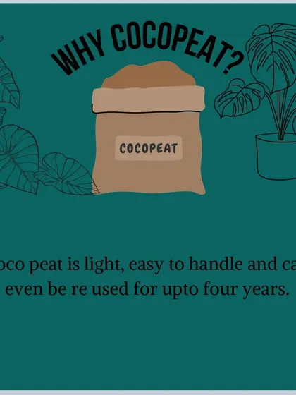 Why cocopeat? It is lightweight, easy to handle, and can be reused for up to four years, making it a sustainable choice for modern farming.