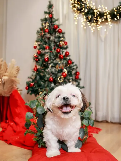 This little Shih Tzu is all smiles, ready for Christmas! I love working with repeat clients and watching their furry family grow. This boy has been a part of almost every themed shoot I've done!