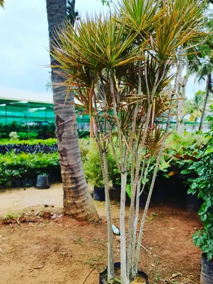 A view of my nursery area where I keep plants like these Dracaenas before they go to a client's home. You can see the variety of greenery I work with in the background.