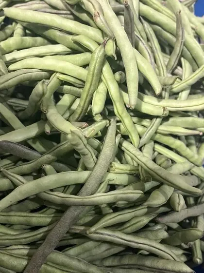 More of the fresh green beans, ready for delivery. Perfect for a simple stir-fry or adding to a mixed vegetable curry.