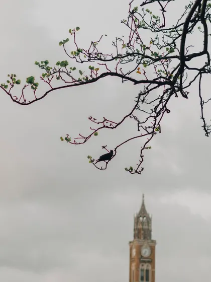 A series of photographs capturing the architectural memory of old Bombay. These images feature landmarks like the Rajabai Clock Tower, the Asiatic Society Library, and other colonial-era structures, often framed by trees.