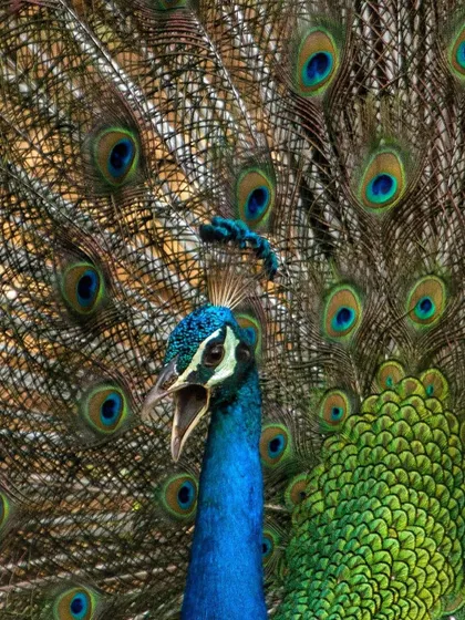 A close-up of a peacock calling during its display, showing the detail of its head and the fan of feathers behind it.