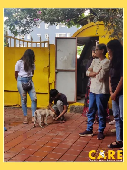 A live demonstration during the "From Rescue to Home" workshop. Here, participants observe gentle techniques for interacting with a young pup, learning how to build trust and assess behavior in a shelter environment.