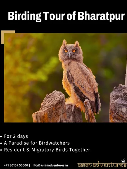 An Indian Eagle-Owl, with its piercing orange eyes, is a magnificent nocturnal predator we often find on our Bharatpur birding tours. This 2-day trip is a perfect short getaway for birdwatchers.