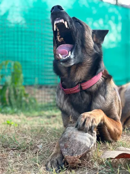 I present to you the toxic love story of Floyd and his coconut. This series of photos perfectly captures the goofy, intense, and hilarious personality of a Belgian Malinois. This is what I mean when I say we should let dogs be dogs.