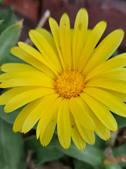 A yellow Calendula flower.