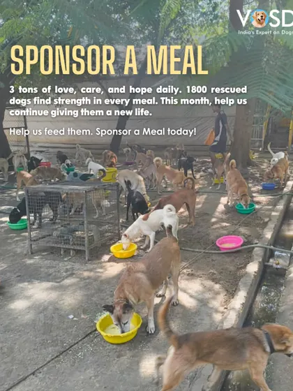 Sponsoring a meal is one of the most direct ways you can help. Every bowl we fill is a bowl of hope, providing the strength and nourishment our rescued dogs need to recover and thrive.