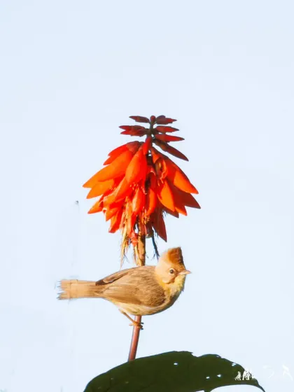 The Whiskered Yuhina, named for the fine, whisker-like feathers on its face, sports a jaunty crest and is often seen feeding on nectar.