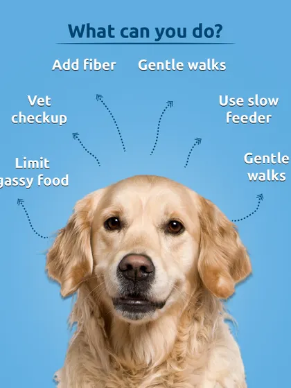 What can you do about bloating? Simple changes can make a big difference. Try adding fiber, using a slow feeder, going for gentle walks after meals, and of course, a vet checkup if you're concerned.