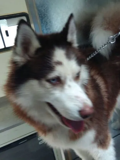 A handsome Siberian Husky looking bright-eyed and happy inside our mobile salon. We are experienced in handling double-coated breeds like Huskies, ensuring their coat is properly cleaned and cared for.