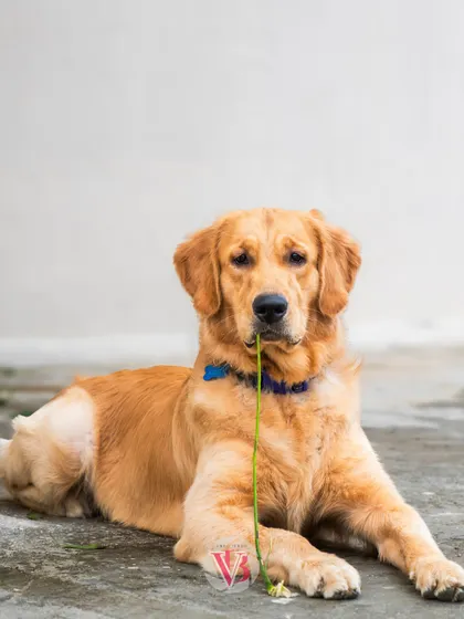 Asher enjoying a blade of grass. It's the small, quirky moments during an outdoor shoot that often reveal the most about a pet's personality.