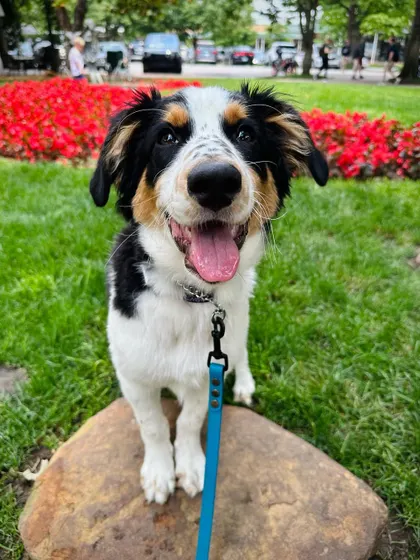 The happy face of a recent graduate. Jude was a wild puppy, but with some basic training and boundary setting, she's become a fantastic dog.