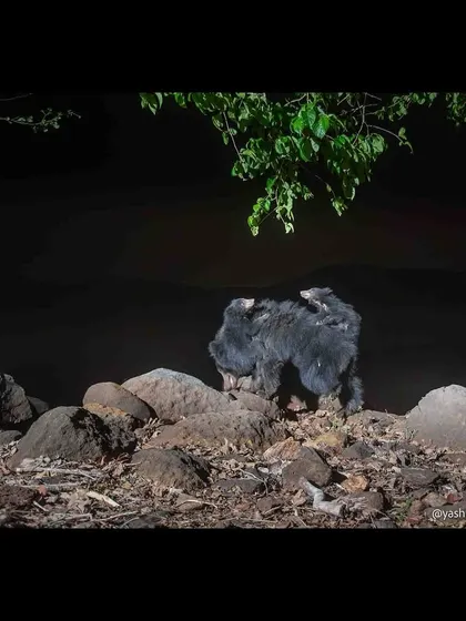 A sloth bear mother with two cubs riding piggyback, a behavior unique to this species. This incredibly endearing moment was captured at night using a carefully placed DSLR camera trap.