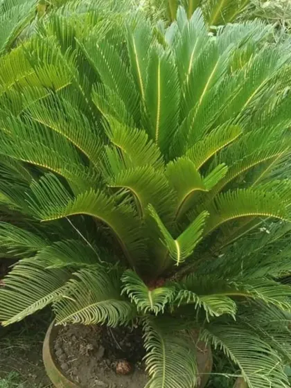 The Sago Palm, which is actually a cycad, has stiff, feathery leaves and a rugged trunk.
