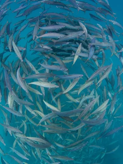 A vortex of barracudas, another incredible sight from our Maldives trips. The sheer number of fish is mesmerizing.
