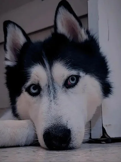 An artistic shot of a Husky. They are so photogenic.