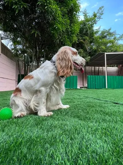 Taking a moment to watch the other dogs play. This cocker spaniel is enjoying the view from the edge of our green turf area.