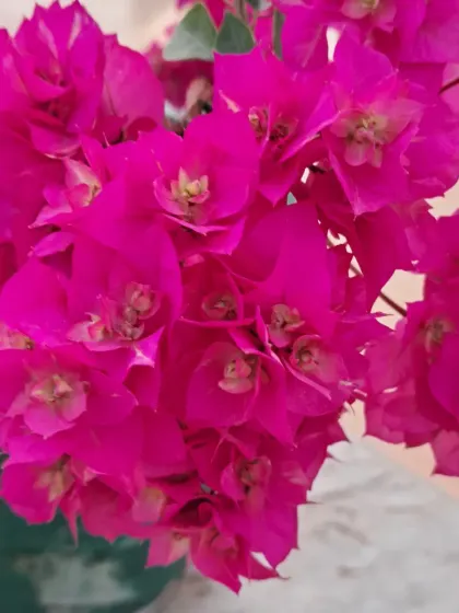 A close-up of the pink Bougainvillea flowers.