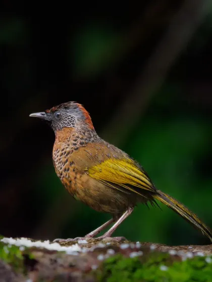 The Chestnut-crowned Laughingthrush, another beautiful member of its family, found in the Himalayas. Its rufous crown and intricate scaling are lovely to see up close.