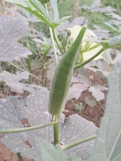 A single, healthy bhindi growing strong. I focus on organic methods to ensure your vegetables are safe and nutritious.