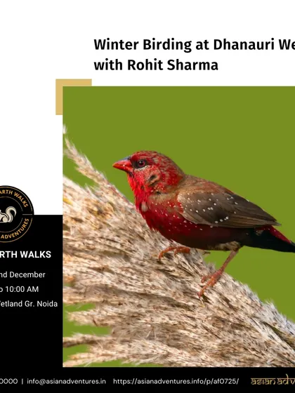 A vibrant Red Avadavat perched on a stalk. This poster for our winter birding walk at Dhanauri Wetland highlights the beauty of the small birds that find refuge in the tall grasses.