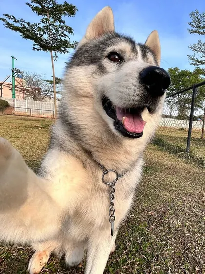 This husky's selfie attempt is hilarious! We love capturing the unique personalities of our campers.