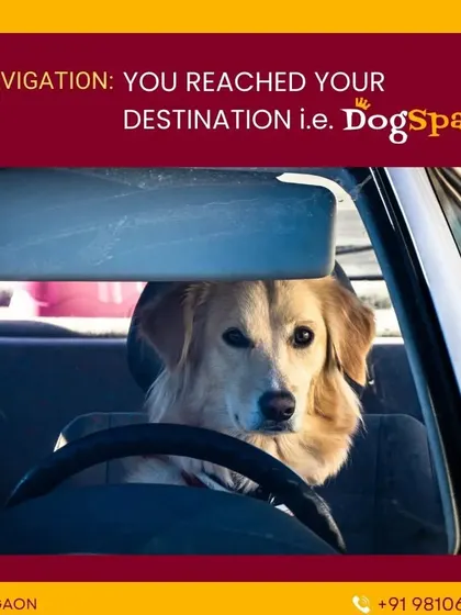 That feeling of pure happiness when you finally arrive at your destination: DogSpa. I love it when my furry clients are as excited to see me as I am to see them.
