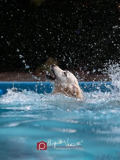 Another great action shot from the pool, freezing the water in mid-air as the dog retrieves his toy. These are the moments of pure, unadulterated doggy joy.