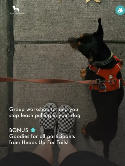 This graphic promotes our popular group workshop focused on stopping leash pulling. Held at a local pet store in HSR Layout, it's a hands-on session that includes a group walk and goodies for all participants.